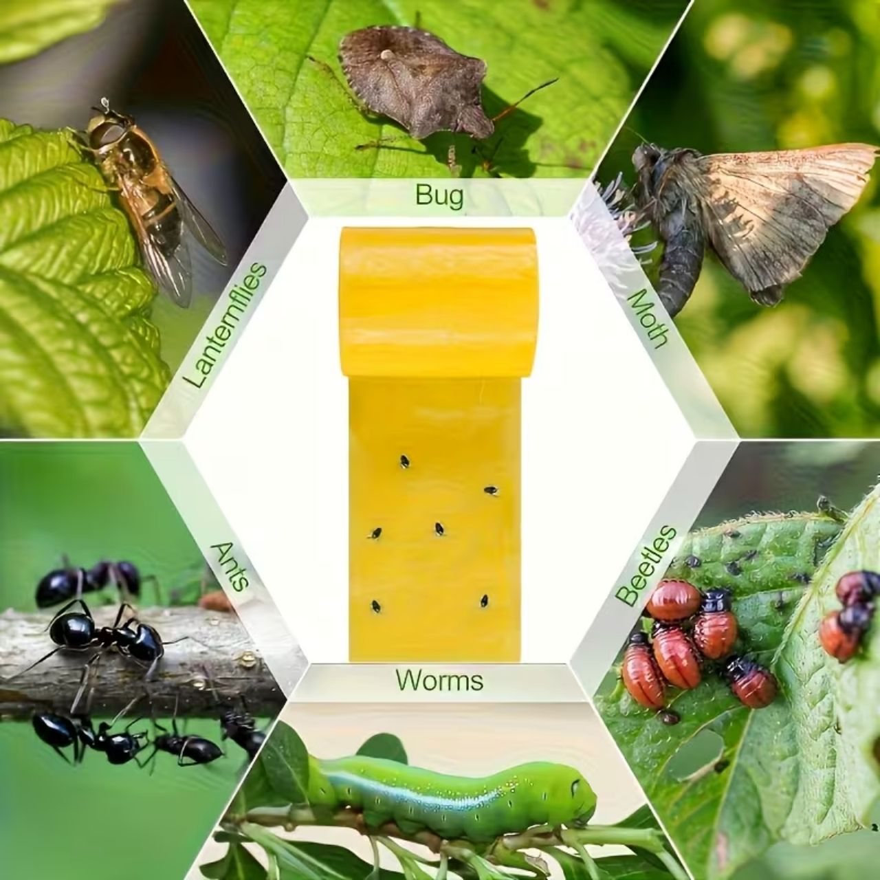 Učinkovita zamka za leteće i puzajuće insekte