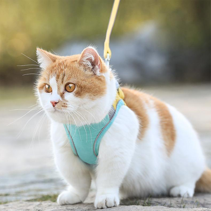 CatVest, povodac s oprsnicom za mačke - Image 6