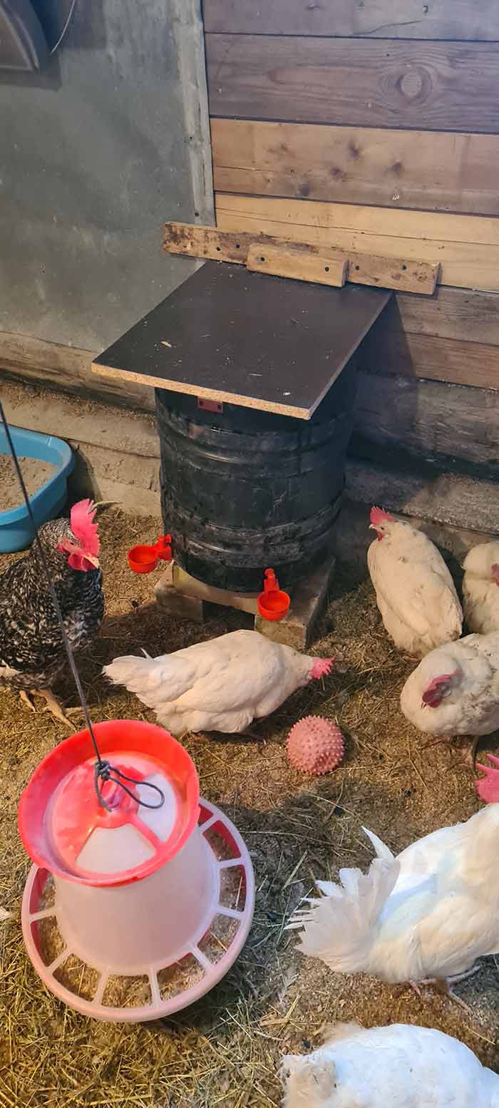 ChickenBowl, pojilica za kokoši i ostalu perad (6 komada) - Image 10