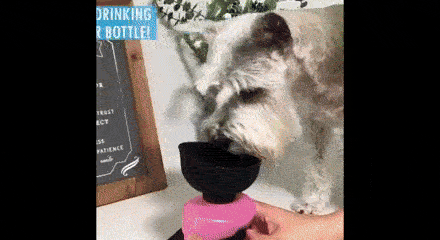 Boca za vodu za pse, DOGBOTTLE - Image 5