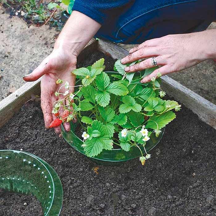 LettuceProtect, zaštita za salatu i druge usjeve (10 komada) - Image 8