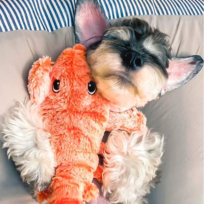 LobsterToy, interaktivna igračka za kućne ljubimce u obliku jastoga - Image 3