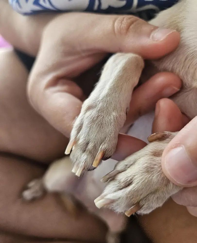 PawGloTrim, škare za šišanje kandži sa LED svjetlom - Image 10