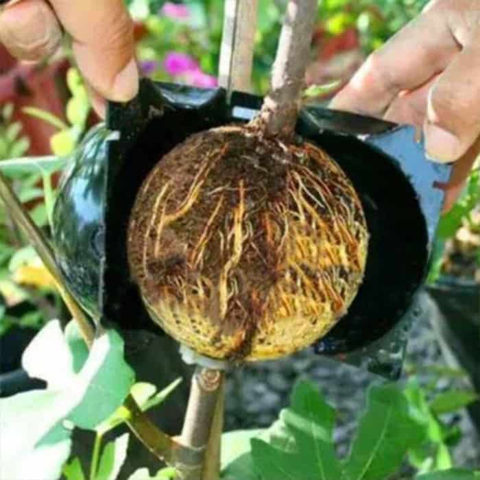 RootBall, alat za uspješno kloniranje biljaka (2 kom.) - Image 6