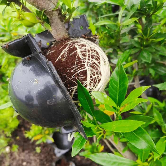 RootBall, alat za uspješno kloniranje biljaka (2 kom.) - Image 7