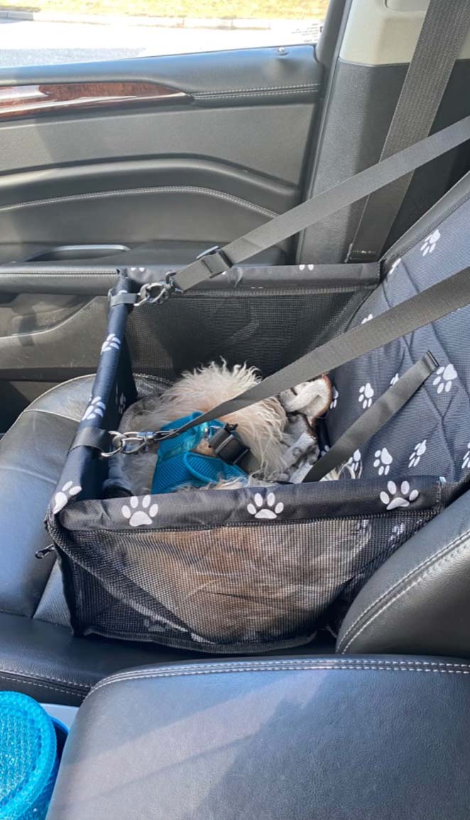 Seat4Dog, sjedalo za kućne ljubimce - Image 10