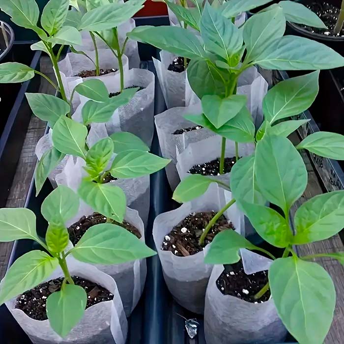 SeedBags, biorazgradive vrećice za sadnju i uzgoj biljaka (100 kom) - Image 3