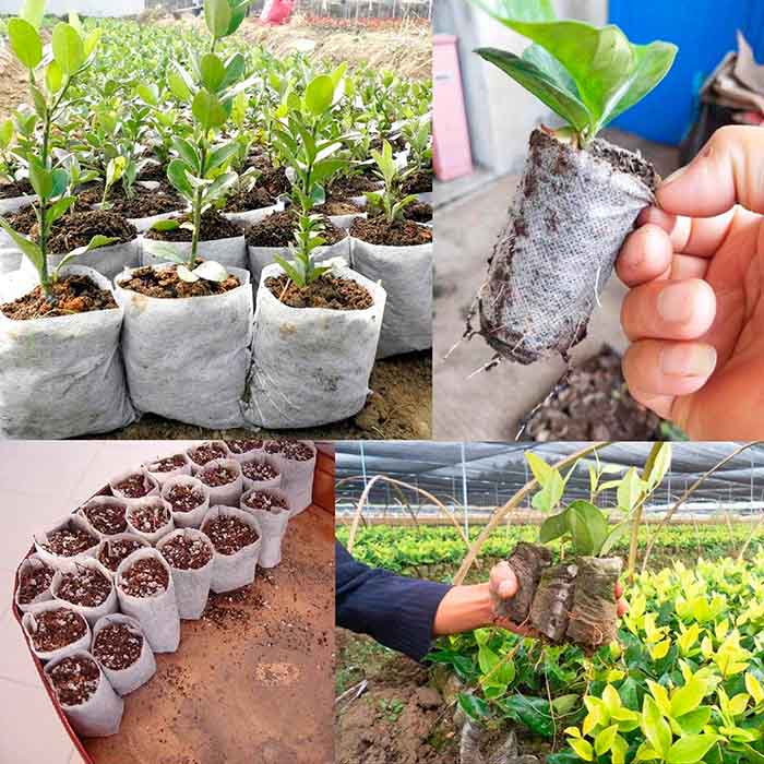SeedBags, biorazgradive vrećice za sadnju i uzgoj biljaka (100 kom) - Image 5