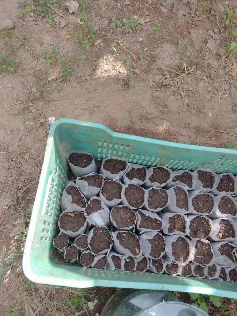 SeedBags, biorazgradive vrećice za sadnju i uzgoj biljaka (100 kom) - Image 10