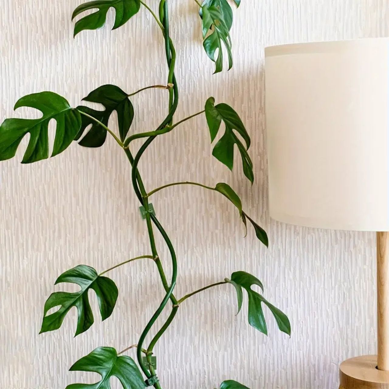 Vines, samoljepljivi držači biljaka i penjačice (100 komada) - Image 8